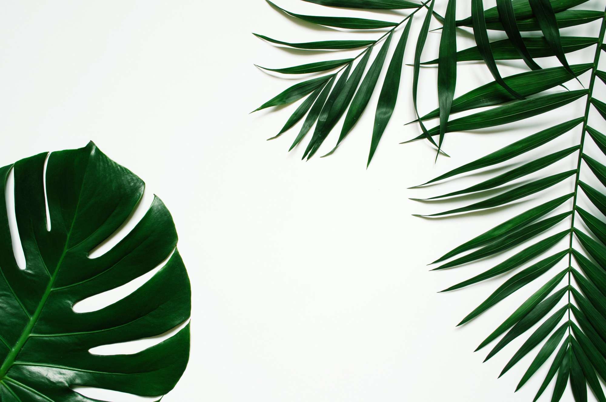 Green palm leaf branches on white background